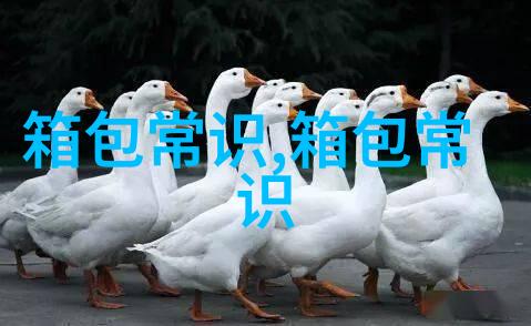 探索DSLANDIOY女包时尚与实用的完美结合